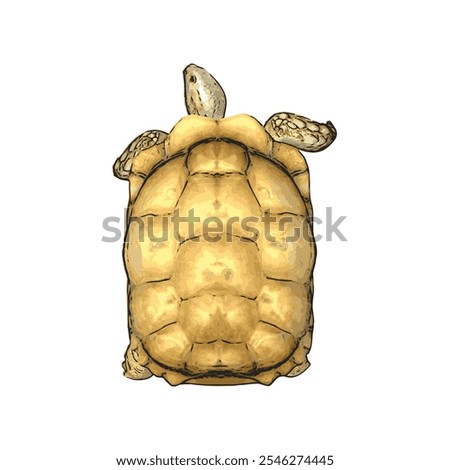 African tortoise animal vector ilustration realistic design template 