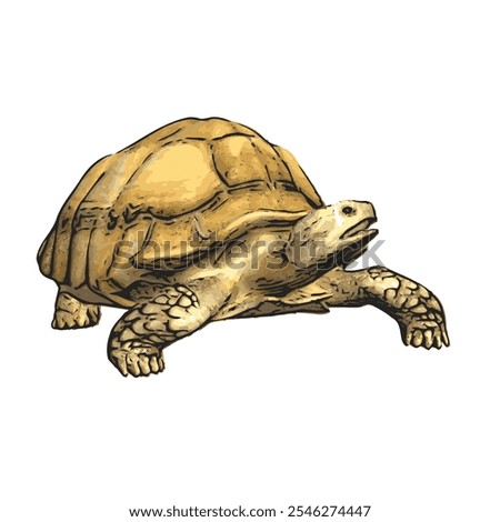 African tortoise animal vector ilustration realistic design template 