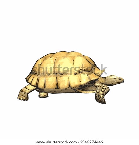 African tortoise animal vector ilustration realistic design template 