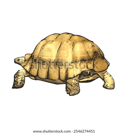 African tortoise animal vector ilustration realistic design template 