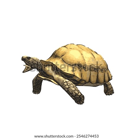 African tortoise animal vector ilustration realistic design template 