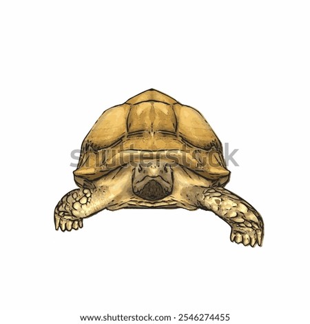 African tortoise animal vector ilustration realistic design template 