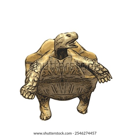 African tortoise animal vector ilustration realistic design template 