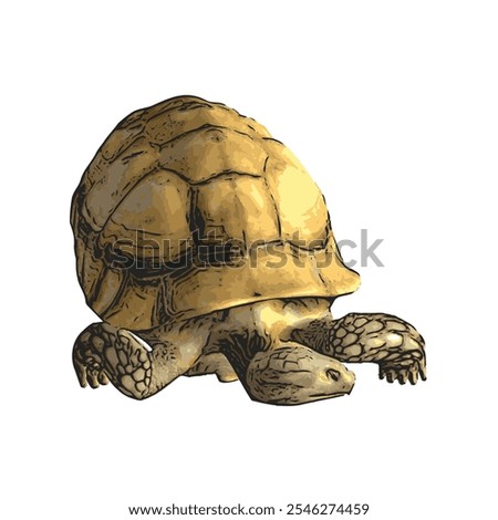 African tortoise animal vector ilustration realistic design template 