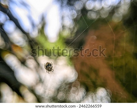 Image, Stock Photo On the Abyss Beetle