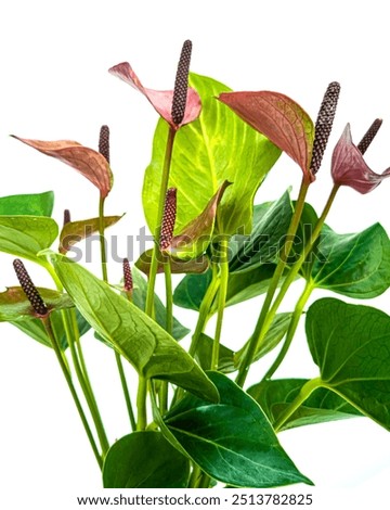 Image, Stock Photo Beautiful shot of anthurium flowers