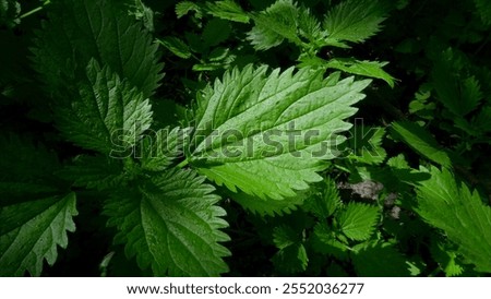 Similar – Image, Stock Photo Nettle as background