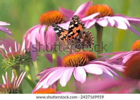 Similar – Foto Bild Vanessa cardui. Bunter Schmetterling auf einem Blatt sitzend. Selektiver Fokus auf Makrofotografie.