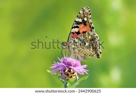 Foto Bild Vanessa cardui. Bunter Schmetterling auf einem Blatt sitzend. Selektiver Fokus auf Makrofotografie.