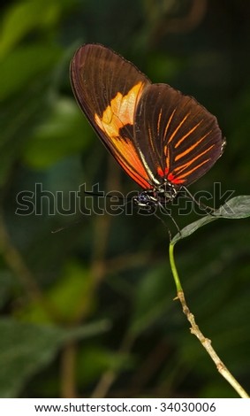 Beautiful Tropical Butterfly looking down to earth