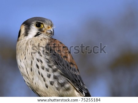 American Kestrel (Falco sparverius) known in North America as the \