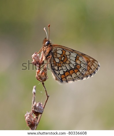 Melitaea athalia Butterfly (Heath Fritillary) climbing towards the top ready to fly away