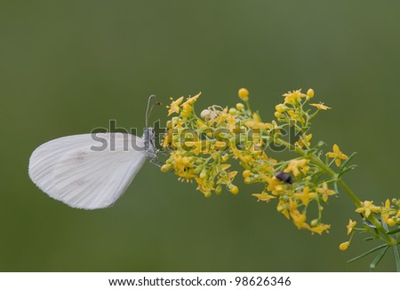 Wood White - Leptidea sinapis butterfly has company of a little fly