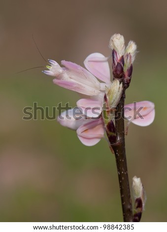 Female hymenopus coronatus as known as Malaysian orchid mantis covered as she is as a flower