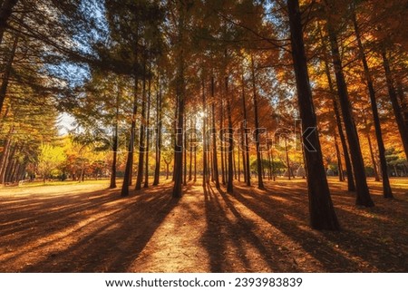 Similar – Foto Bild Herbstsonate Umwelt Natur