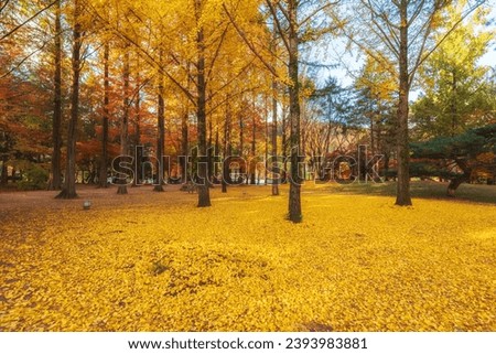 Similar – Foto Bild Herbstsonate Umwelt Natur