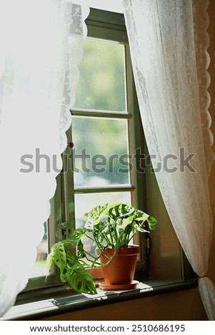 Similar – Image, Stock Photo Monstera im detail