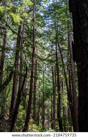 Shot of the redwood trees at Muir Woods National Monument in California Stok fotoğraf © 