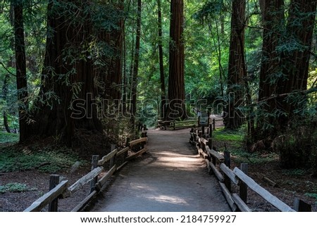 Hiking at Muir Woods National Monument in California Stok fotoğraf © 