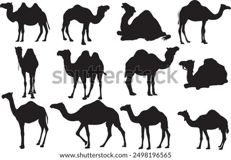 black and white silhouettes of camels in various poses and positions. Some camels are standing, some are walking, and some have riders on their backs. scientific name