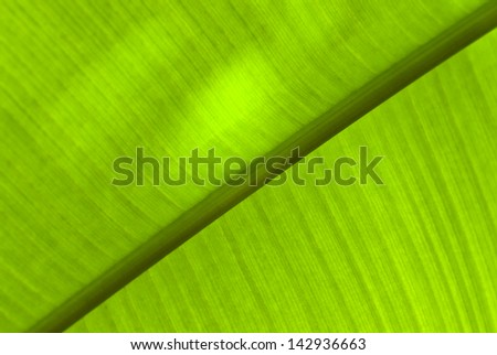 banana leaf up to the light of the sun