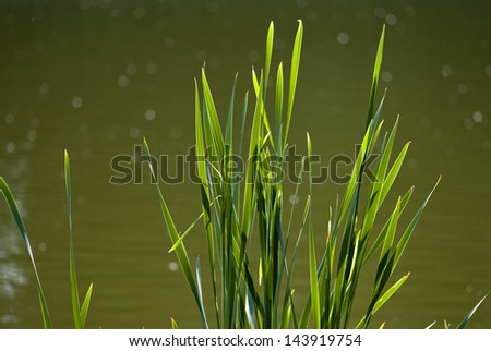 reed leaves on a gleam of the sun