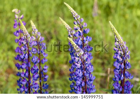 purple lupine  (Canis Lupus) flowers