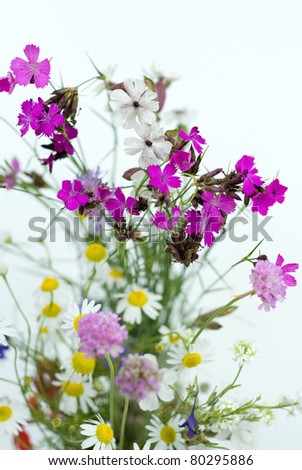 bouquet of summer fresh wild flowers isolated on white background