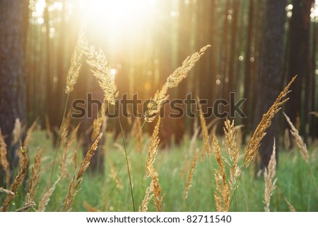shine sunlight through trees with Bromus in the forest