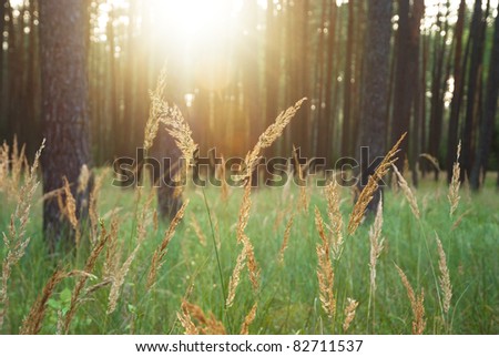 shine sunlight through trees with Bromus plants in the forest