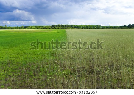 wheat field from two sides one side green the other yellow view after rain