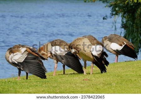 Similar – Image, Stock Photo Four Egyptian geese in flight against blue sky with tree at right edge.