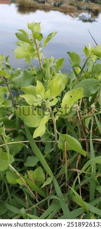 Similar – Foto Bild Ein Busch mit feinen Blüten, der von irgendwelchen Raupen völlig eingesponnen wurde.