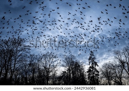 Similar – Image, Stock Photo Flock of birds against dark sky