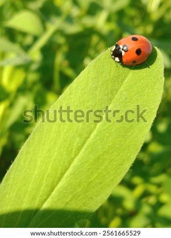 Similar – Image, Stock Photo A ladybird sits on a garden gate.  Autumn leaves in the background