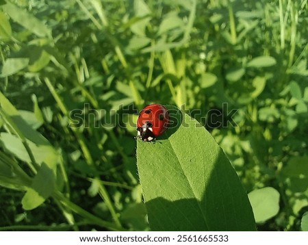 Similar – Image, Stock Photo A ladybird sits on a garden gate.  Autumn leaves in the background