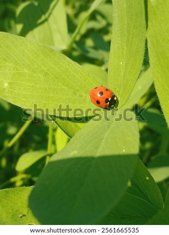 Similar – Image, Stock Photo A ladybird sits on a garden gate.  Autumn leaves in the background