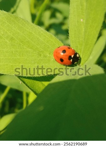 Similar – Image, Stock Photo A ladybird sits on a garden gate.  Autumn leaves in the background