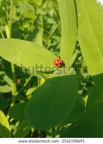 Similar – Image, Stock Photo A ladybird sits on a garden gate.  Autumn leaves in the background