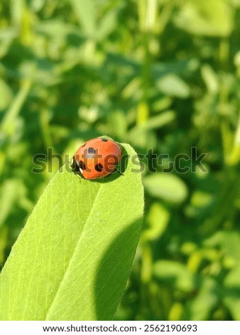 Similar – Image, Stock Photo A ladybird sits on a garden gate.  Autumn leaves in the background