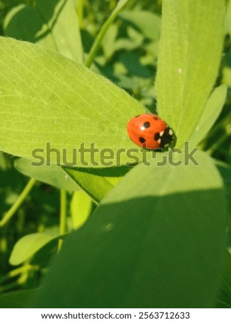 Similar – Image, Stock Photo A ladybird sits on a garden gate.  Autumn leaves in the background