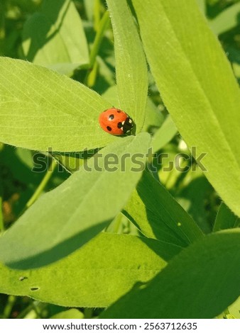 Similar – Image, Stock Photo A ladybird sits on a garden gate.  Autumn leaves in the background