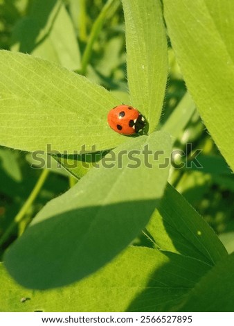 Similar – Image, Stock Photo A ladybird sits on a garden gate.  Autumn leaves in the background