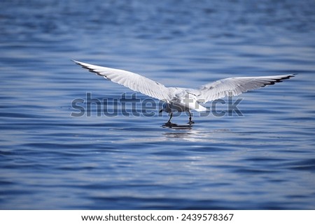 Similar – Image, Stock Photo Seagull in focus