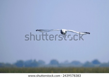 Similar – Image, Stock Photo the early bird Sky