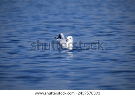Similar – Image, Stock Photo two seagulls swimming in the fog on a quiet morning on the waveless, calm Weser river