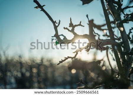 Similar – Foto Bild Eiszapfen am Apfelbaum