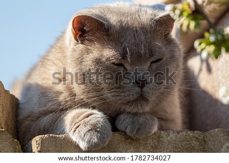 Similar – Image, Stock Photo Kitty II Cat feline Pelt