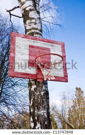Old Basketball Hoop with wooden blackboard on the birch tree