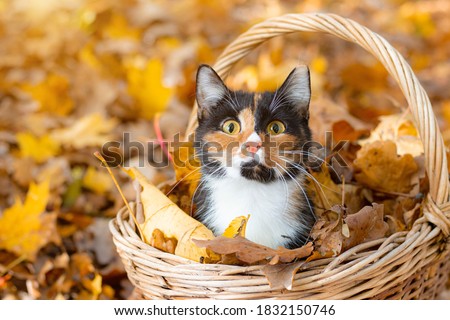 Cat in the basket. Cat sitting in a basket and autumn leaves . A young colored cat. Autumn leave. Cat in the basket. Walking a pet. Article about cats and autumn. Yellow fallen leaves. Photos for